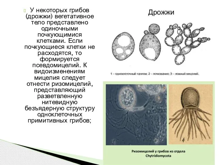 У некоторых грибов (дрожжи) вегетативное тело представлено одиночными почкующимися клетками. Если почкующиеся