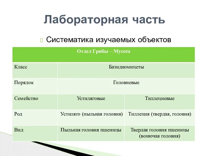 Систематика изучаемых объектов Лабораторная часть