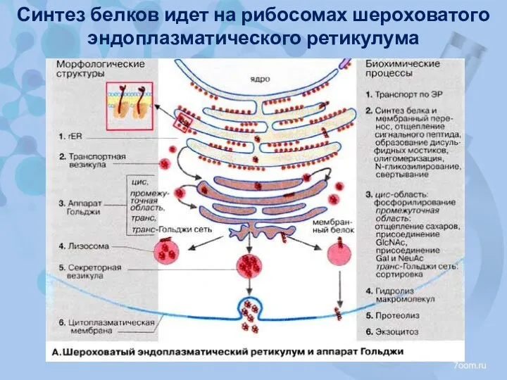 Синтез белков идет на рибосомах шероховатого эндоплазматического ретикулума