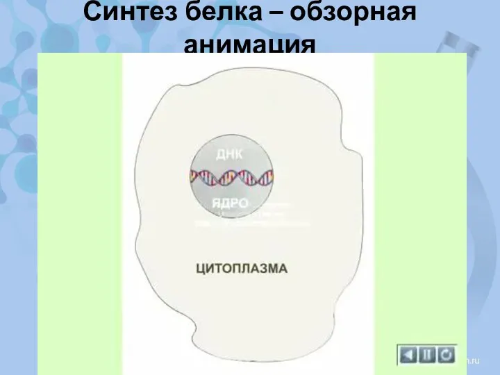 Синтез белка – обзорная анимация