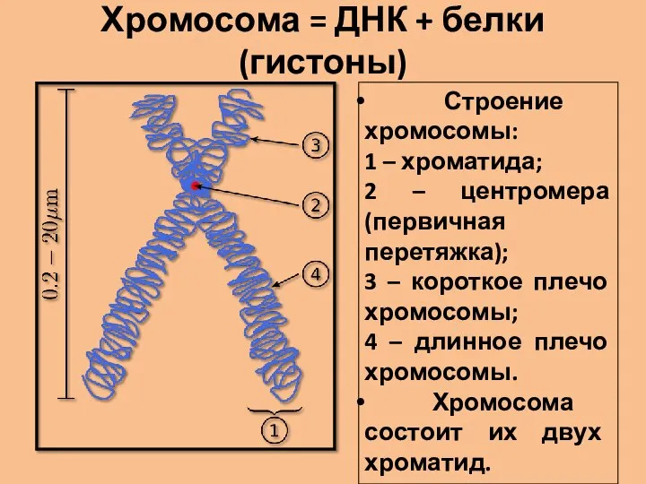 Хромосома = ДНК + белки (гистоны) Строение хромосомы: 1 – хроматида; 2