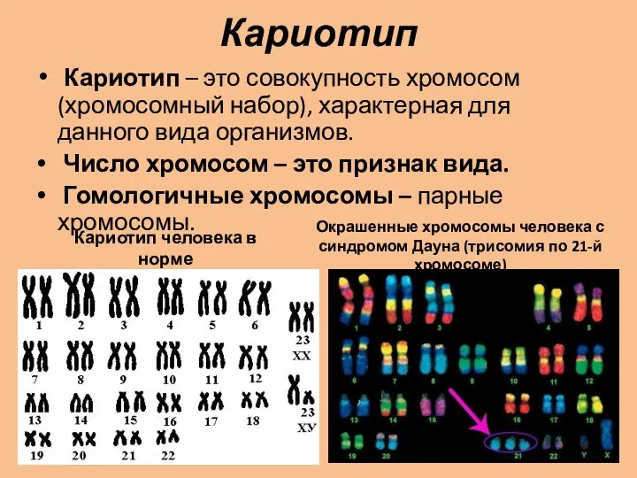 Кариотип Кариотип – это совокупность хромосом (хромосомный набор), характерная для данного вида