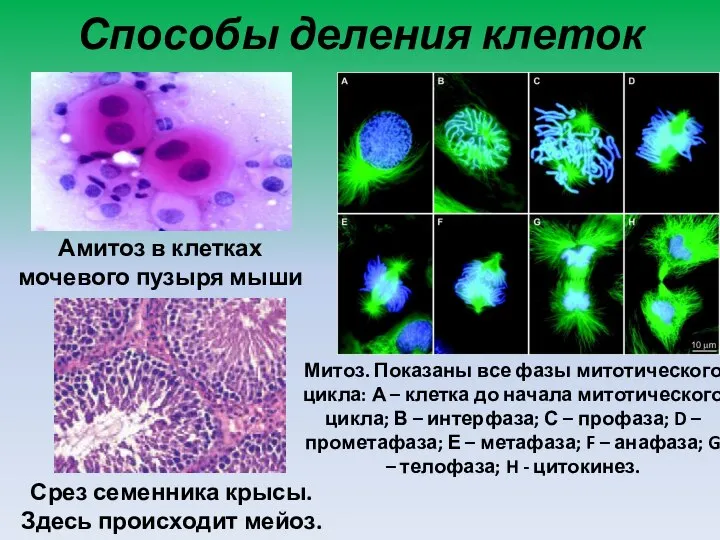 Способы деления клеток Амитоз в клетках мочевого пузыря мыши Митоз. Показаны все