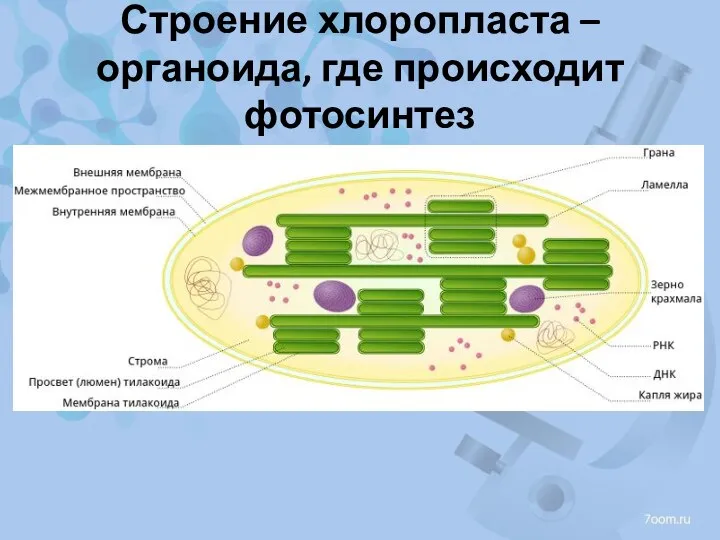 Строение хлоропласта – органоида, где происходит фотосинтез
