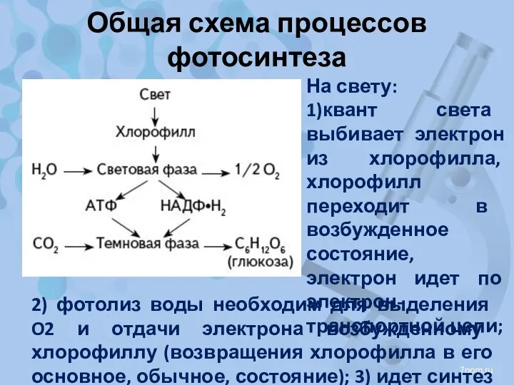 Общая схема процессов фотосинтеза На свету: 1)квант света выбивает электрон из хлорофилла,