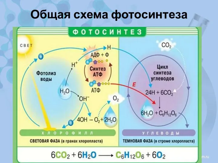 Общая схема фотосинтеза