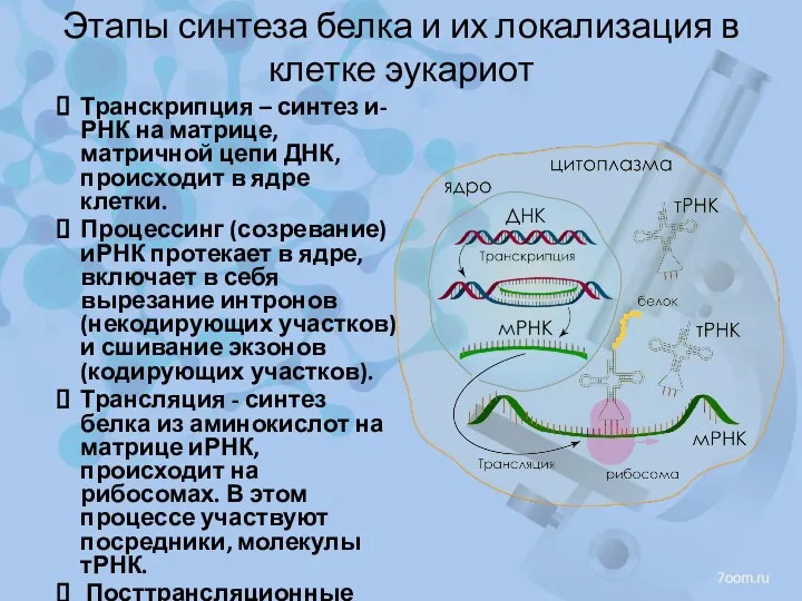 Транскрипция – синтез и-РНК на матрице, матричной цепи ДНК, происходит в ядре