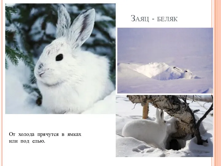 Заяц - беляк От холода прячутся в ямках или под елью.