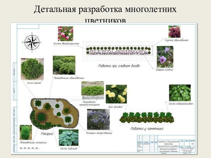 Детальная разработка многолетних цветников