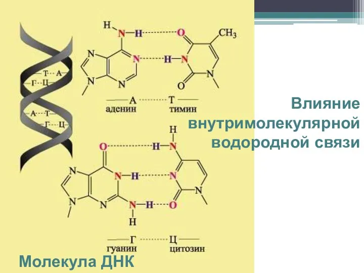 Влияние внутримолекулярной водородной связи Молекула ДНК