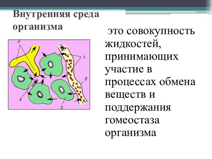 Внутренняя среда организма это совокупность жидкостей, принимающих участие в процессах обмена веществ и поддержания гомеостаза организма