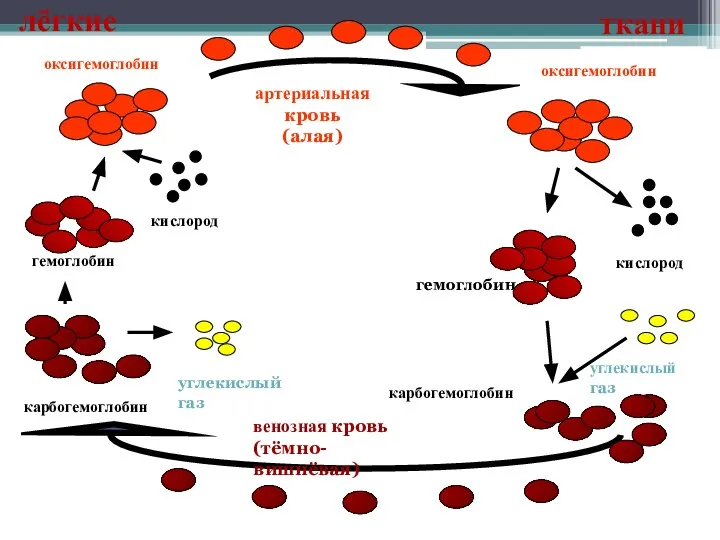 гемоглобин кислород гемоглобин оксигемоглобин оксигемоглобин кислород карбогемоглобин карбогемоглобин углекислый газ углекислый газ