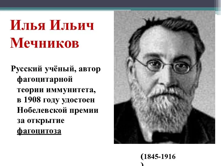 Илья Ильич Мечников Русский учёный, автор фагоцитарной теории иммунитета, в 1908 году
