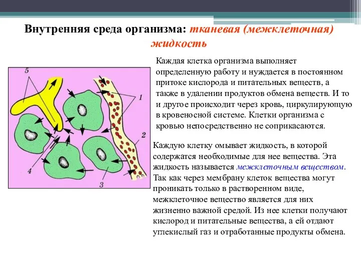 Внутренняя среда организма: тканевая (межклеточная) жидкость Каждая клетка организма выполняет определенную работу