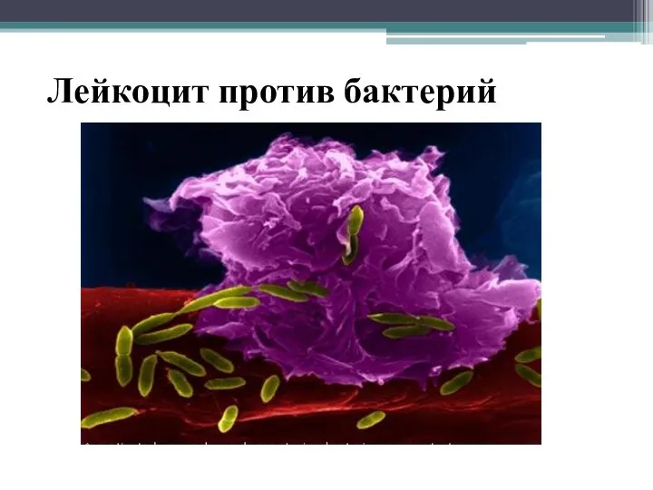 Лейкоцит против бактерий