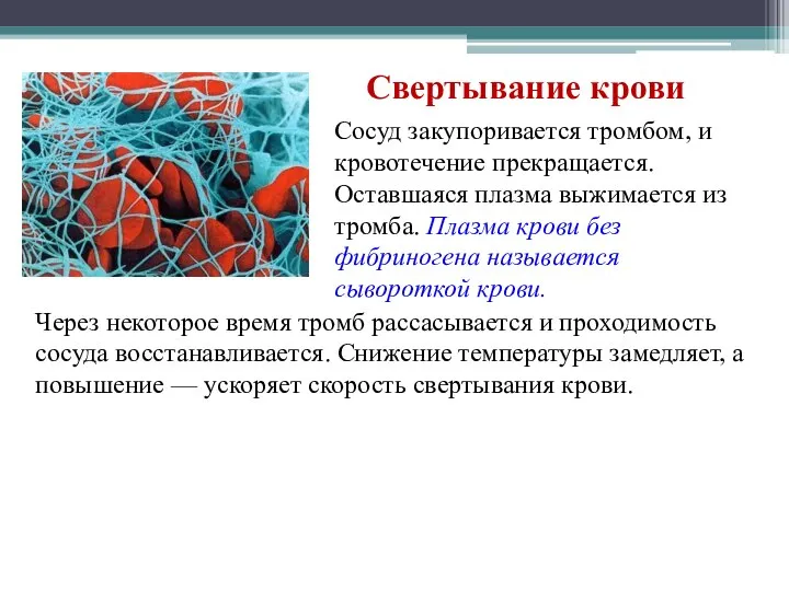 Свертывание крови Через некоторое время тромб рассасывается и проходимость сосуда восстанавливается. Снижение