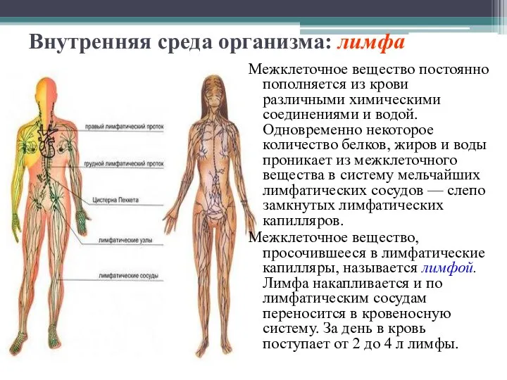 Внутренняя среда организма: лимфа Межклеточное вещество постоянно пополняется из крови различными химическими