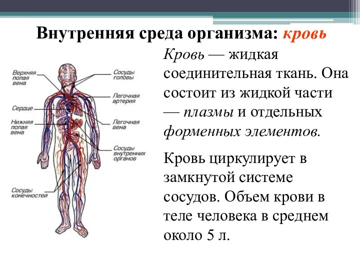 Внутренняя среда организма: кровь Кровь — жидкая соединительная ткань. Она состоит из