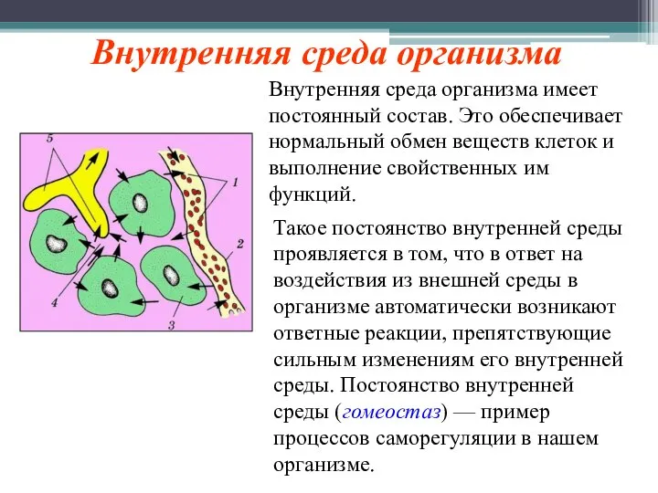 Внутренняя среда организма Такое постоянство внутренней среды проявляется в том, что в