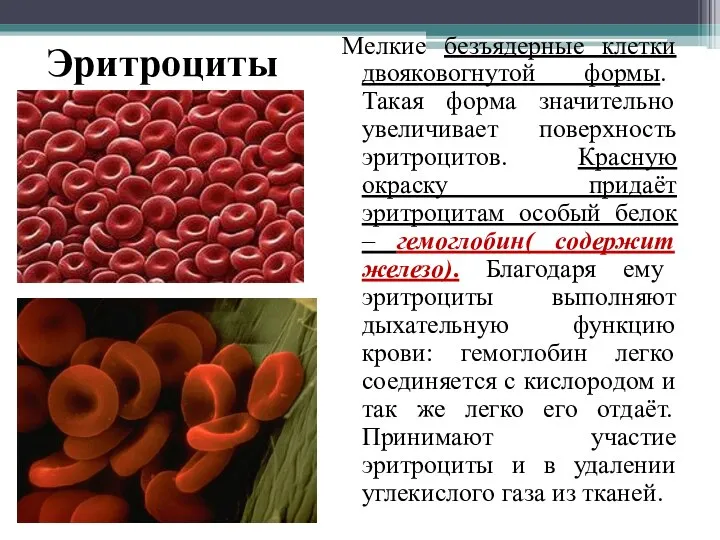 Эритроциты Мелкие безъядерные клетки двояковогнутой формы. Такая форма значительно увеличивает поверхность эритроцитов.