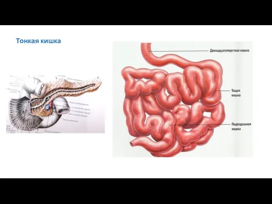 Тонкая кишка