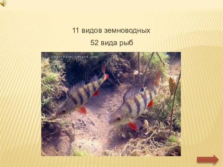 52 вида рыб 11 видов земноводных