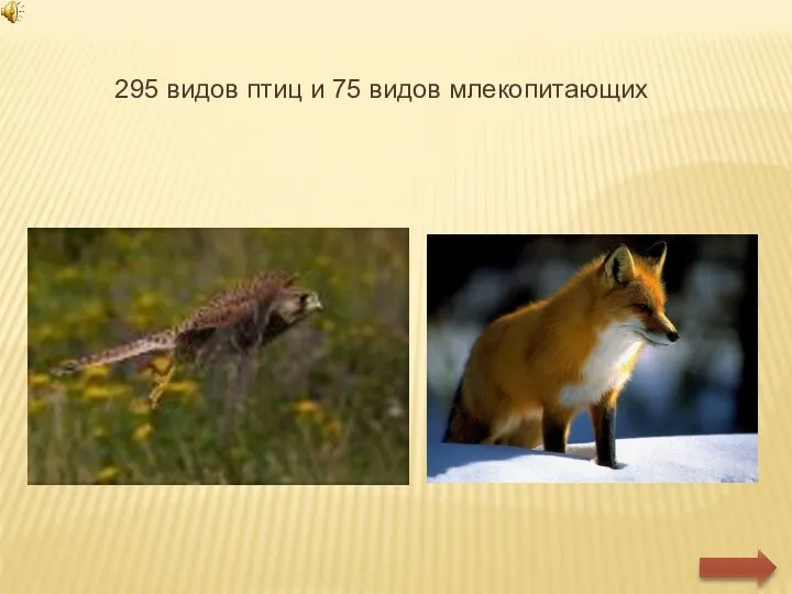 295 видов птиц и 75 видов млекопитающих