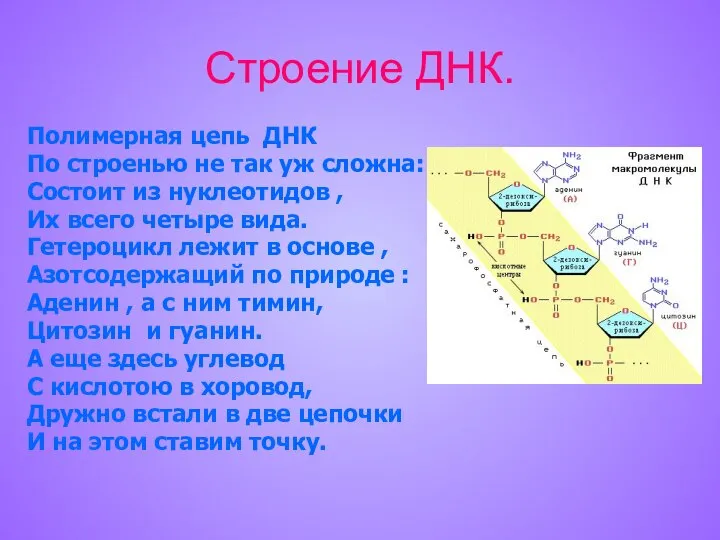 Строение ДНК. Полимерная цепь ДНК По строенью не так уж сложна: Состоит