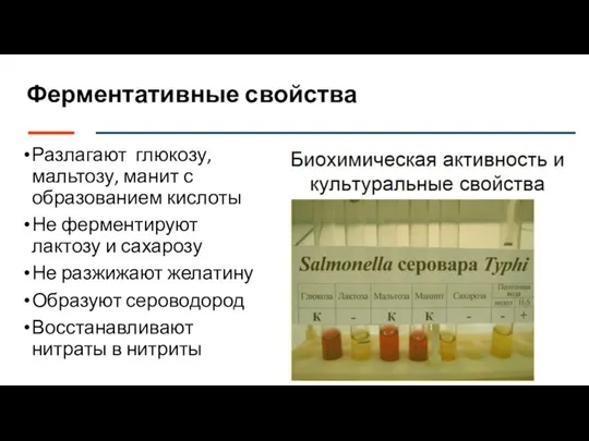 Ферментативные свойства Разлагают глюкозу, мальтозу, манит с образованием кислоты Не ферментируют лактозу