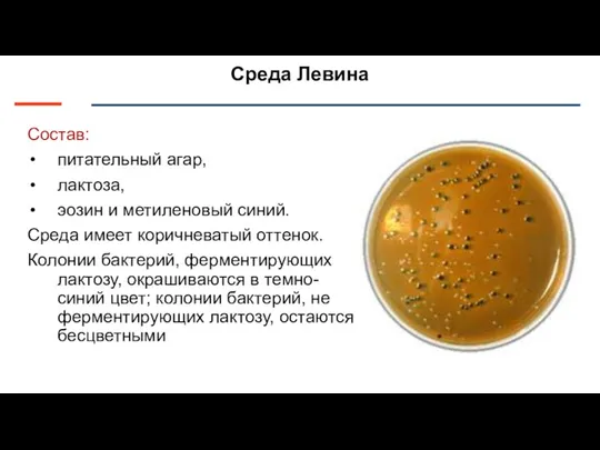 Среда Левина Состав: питательный агар, лактоза, эозин и метиленовый синий. Среда имеет