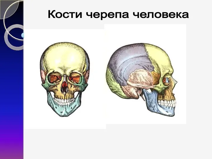 Кости черепа человека