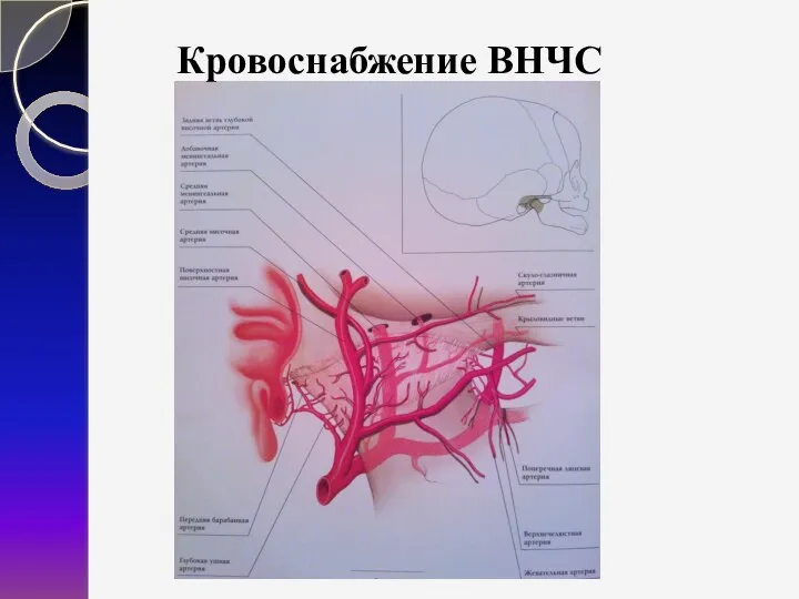 Кровоснабжение ВНЧС