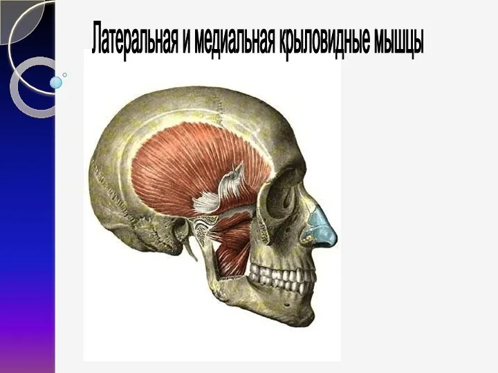 Латеральная и медиальная крыловидные мышцы