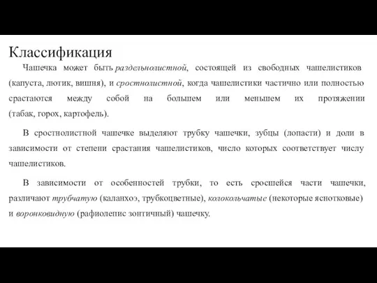 Классификация Чашечка может быть раздельнолистной, состоящей из свободных чашелистиков (капуста, лютик, вишня),