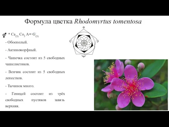 Формула цветка Rhodomyrtus tomentosa * Ca(5) Cо5 A∞ G(3) - Обоеполый. -