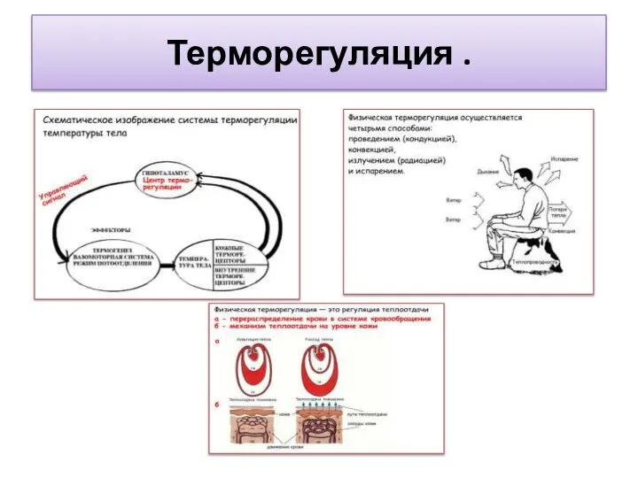 Терморегуляция .