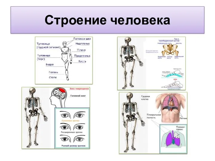 Строение человека