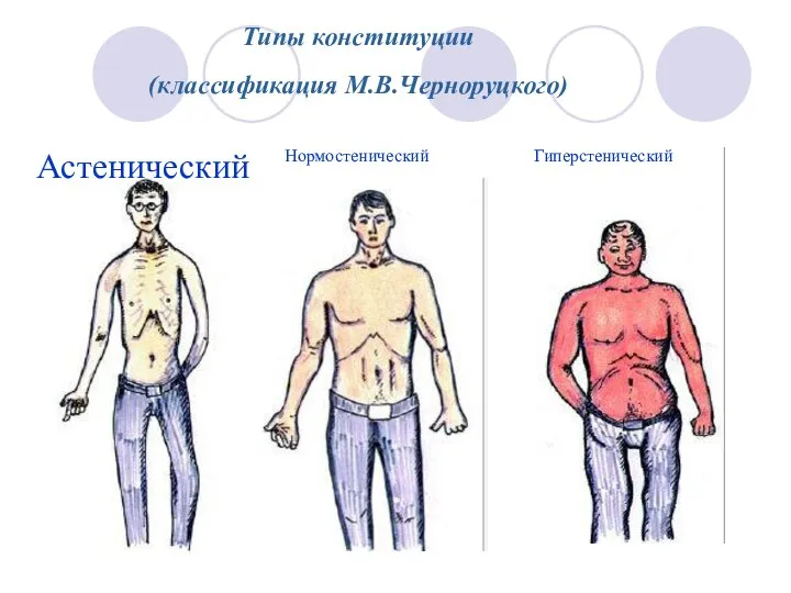 Типы конституции (классификация М.В.Черноруцкого) Астенический Нормостенический Гиперстенический