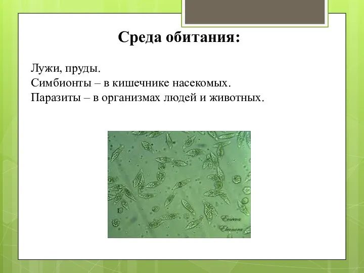 Среда обитания: Лужи, пруды. Симбионты – в кишечнике насекомых. Паразиты – в организмах людей и животных.