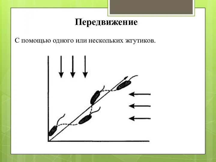 Передвижение С помощью одного или нескольких жгутиков.