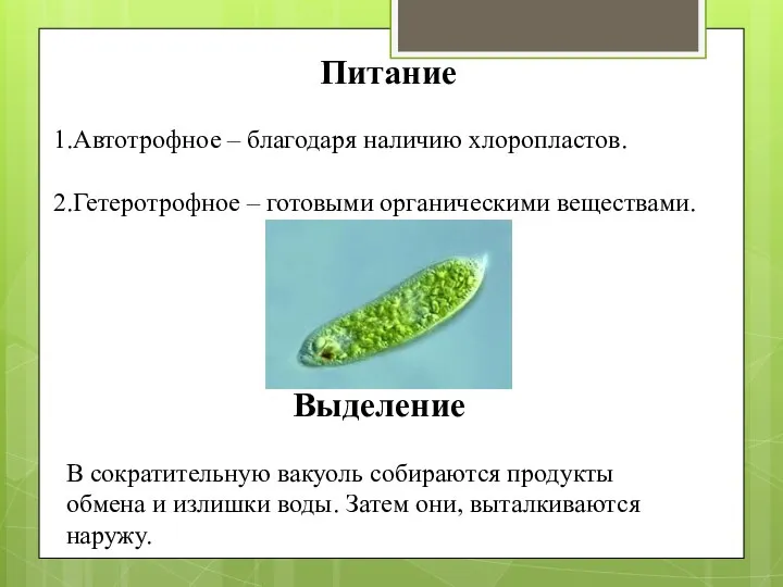 Питание 1.Автотрофное – благодаря наличию хлоропластов. 2.Гетеротрофное – готовыми органическими веществами. Выделение