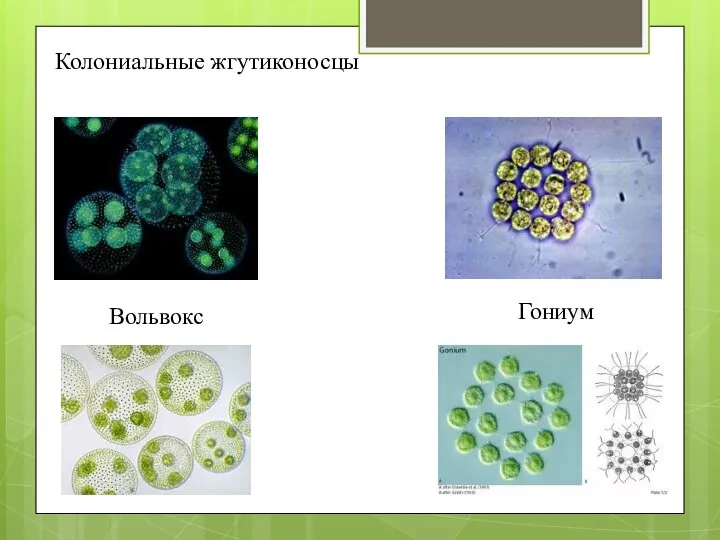 Колониальные жгутиконосцы Вольвокс Гониум