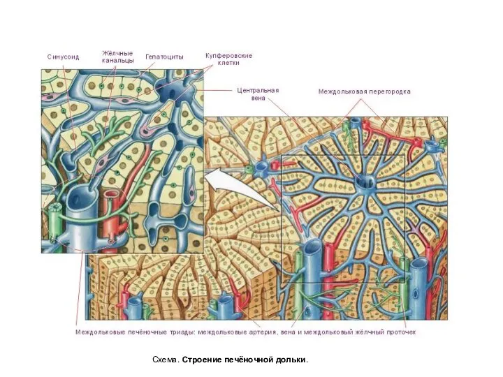 Схема. Строение печёночной дольки.