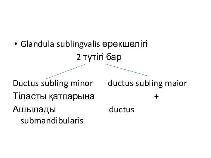 Glandula sublingvalis ерекшелігі 2 түтігі бар Ductus subling minor ductus subling maior