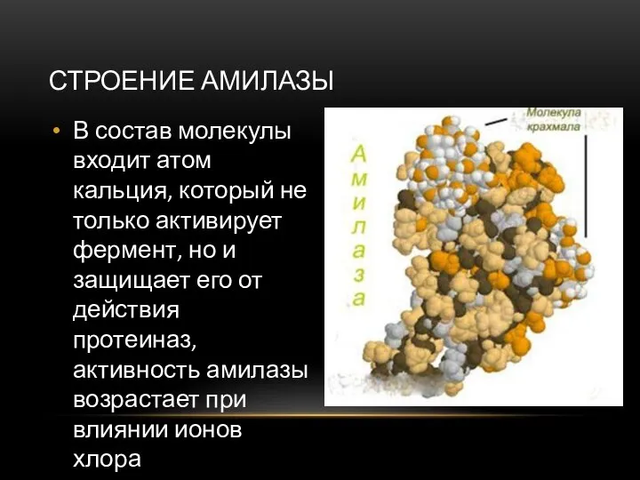 СТРОЕНИЕ АМИЛАЗЫ В состав молекулы входит атом кальция, который не только активирует