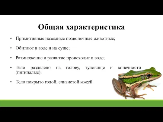 Общая характеристика Примитивные наземные позвоночные животные; Обитают в воде и на суше;