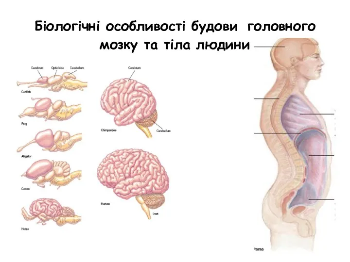 Біологічні особливості будови головного мозку та тіла людини