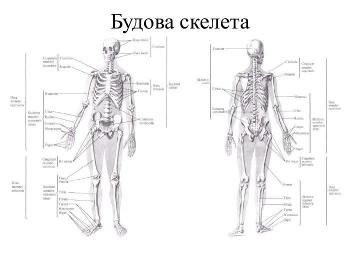 Будова скелета