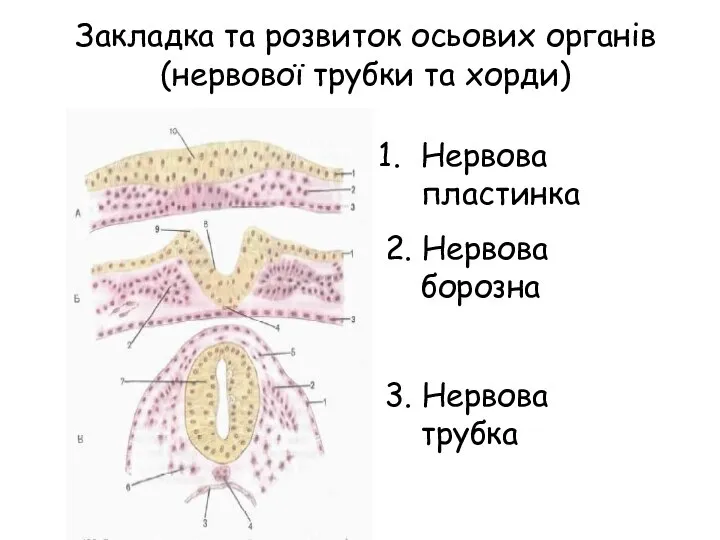 Закладка та розвиток осьових органів (нервової трубки та хорди) Нервова пластинка 2.