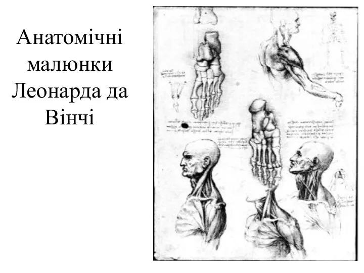 Анатомічні малюнки Леонарда да Вінчі
